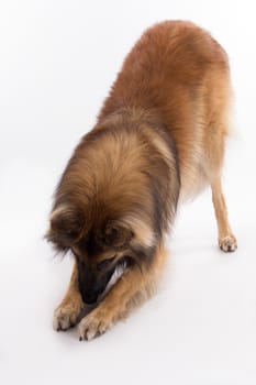 Belgian Shepherd Tervuren dog, bending, isolated on white studio background