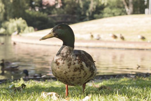Wild duck, close-up