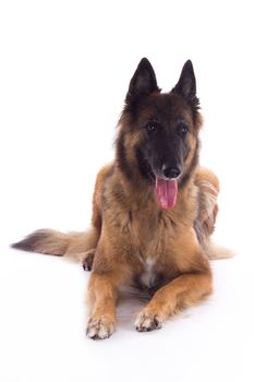 Belgian Shepherd Tervuren bitch laying down, isolated on white studio background