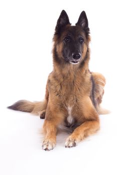 Belgian Shepherd Tervuren bitch laying down, isolated on white studio background