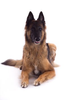 Belgian Shepherd Tervuren bitch laying down, isolated on white studio background