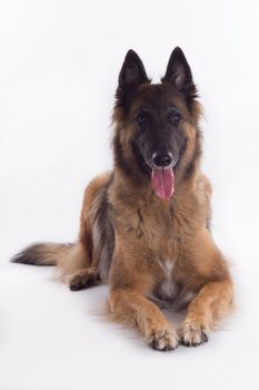 Belgian Shepherd Tervuren bitch laying down, isolated on white studio background