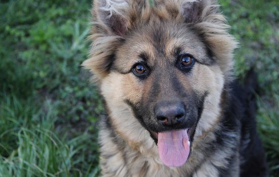 friendly, happy young  shepherd closeup on the green grass . photo