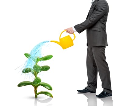 Businessman watering plant  isolated on white background