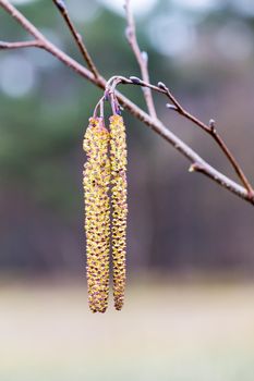 Alder twigs with yellow hanging catkins outdoors in spring season