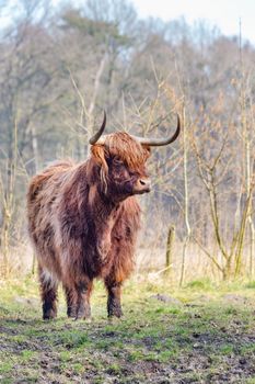 Brown scottish highlander bull standing in sunny spring pasture
