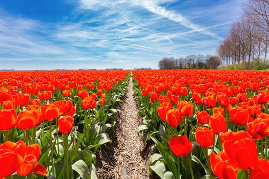 Field of red tulips flowers with blue sky in the netherlands