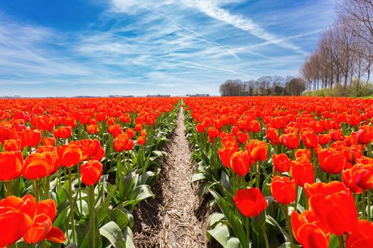 Field of red tulips flowers with blue sky in the netherlands