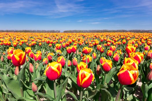 Tulip field with red yellow flowers and blue sky in the netherlands