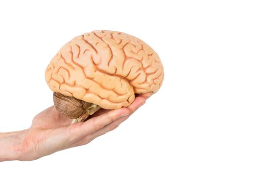female hand holding model human brains isolated on white background