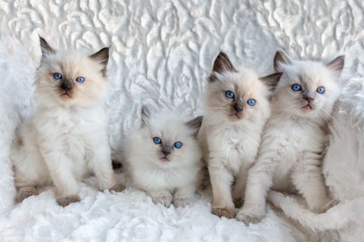 Four young colorpoint Ragdoll kittens sitting in a row