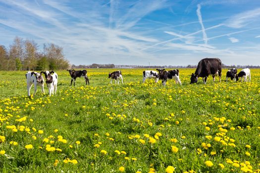 Mother cow with newborn calves in green grass with yellow dandelions during spring