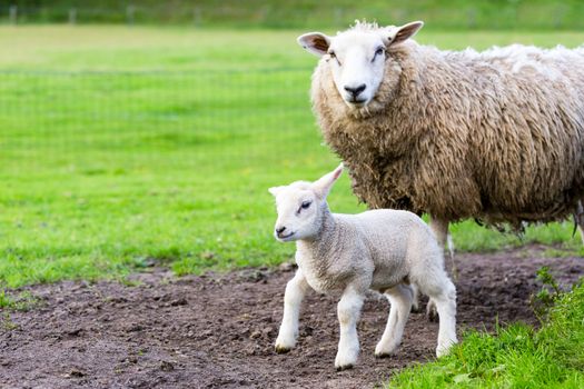 Mother sheep and newborn lamb in pasture during  springtime