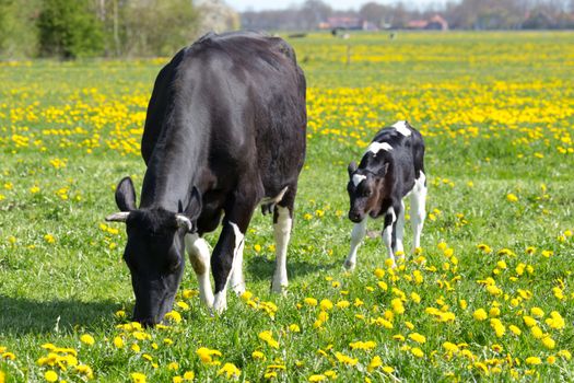 Spotted mother cow and calf in green meadow with yellow dandelions in spring