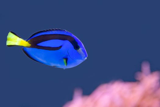 Palette surgeonfish swimming in blue water with pink anemone and empty space for text