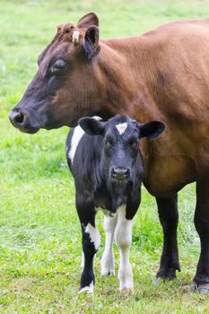 Standing brown mother cow with black and white calf