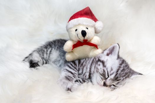 Sleeping young silver tabby cat with christmas bear on white sheep skin