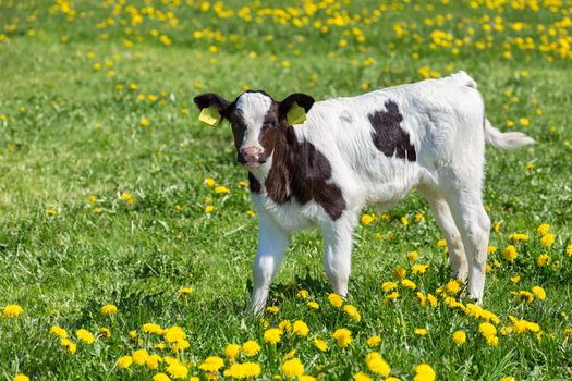 Standing newborn calf in green grass with yellow dandelions in holland