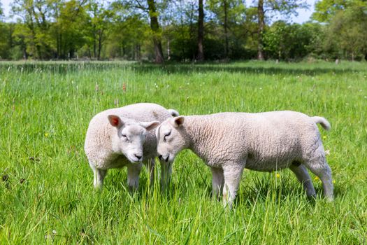 Two white lambs play together in green meadow during spring