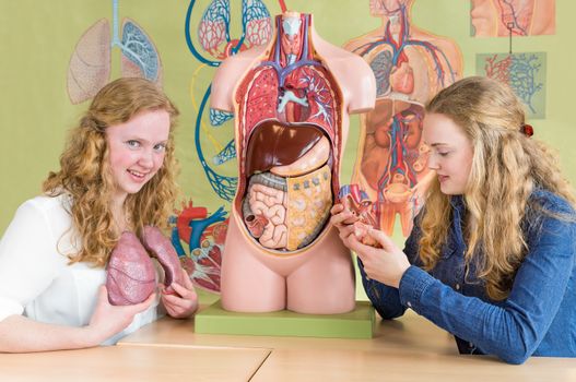 Two female students learning model of human body with organs  in biology class