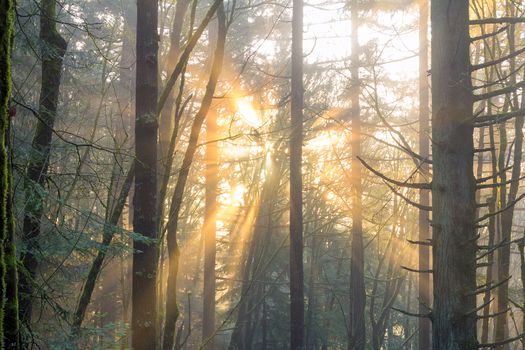 Sun rays beaming through the trees in the Oregon forest in the morning