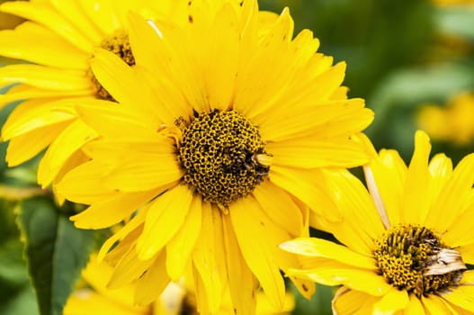 nice group of yellow flower in the garden