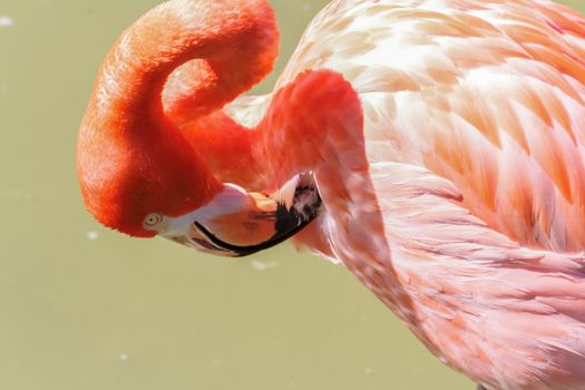 Close up of a preening pink flamingo