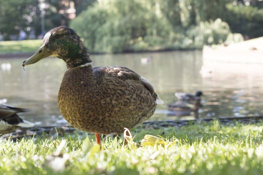 Wild duck, close-up