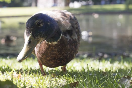 Wild duck, looking into camera, close-up