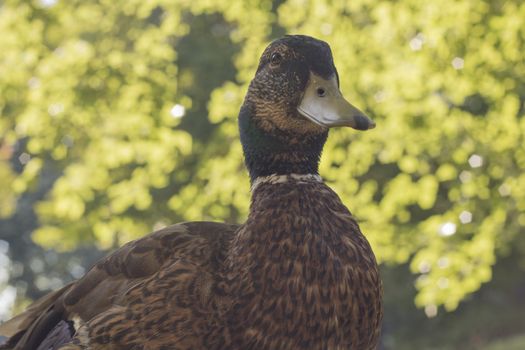 Wild duck, close-up