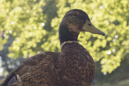 Wild duck, close-up