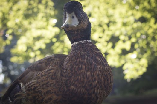 Wild duck, close-up