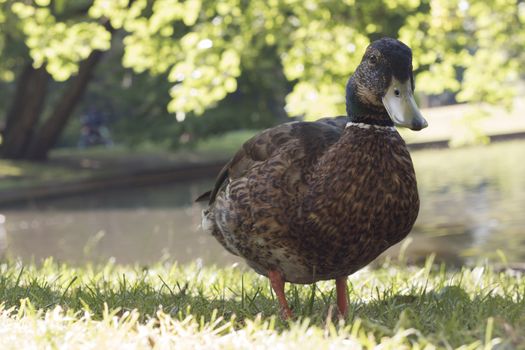 Wild duck, close-up