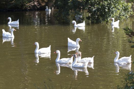 Flock of wild geese swimming