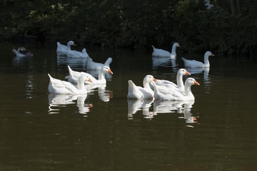 Flock of white wild geese, swimming