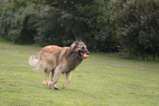 Dog, Belgian Shepherd Tervuren, running in grass