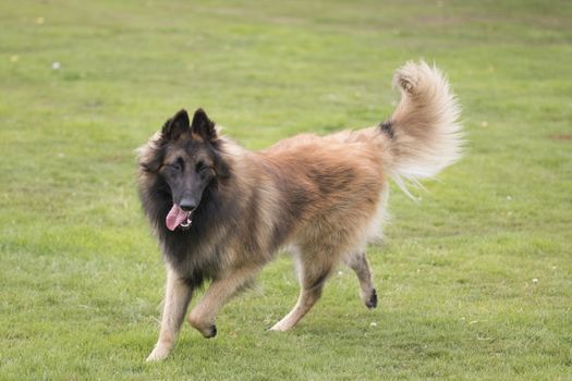 Dog, Belgian Shepherd Tervuren, running in grass