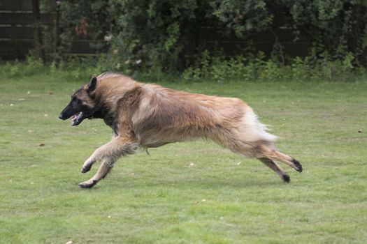 Dog, Belgian Shepherd Tervuren, running in grass