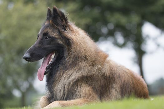 Dog, Belgian Shepherd Tervuren, lying in grass