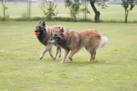 Two dogs, Belgian Shepherd Tervuren, playing with bals