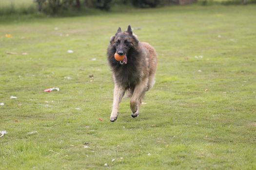 Dog, Belgian Shepherd Tervuren