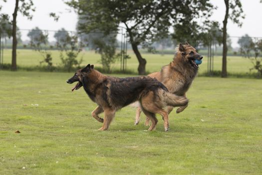 Two dogs, Belgian Shepherd Tervuren, playing in grass