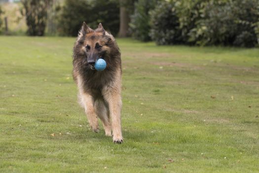 Dog, Belgian Shepherd Tervuren