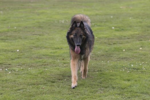 Dog, Belgian Shepherd Tervuren, running in grass