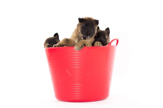 Three Belgian Shepherd Tervuren puppy's in plastic bucket, isolated on white studio background