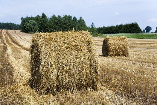  agricultural field with cereals during harvest. summer