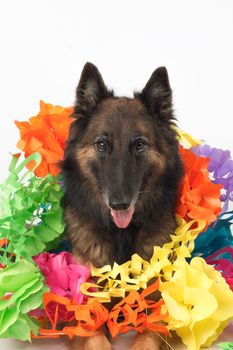 Dog, Belgian Shepherd Tervuren bitch, with garlands