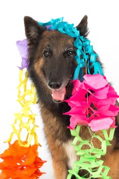 Dog, Belgian Shepherd Tervuren bitch, with garlands