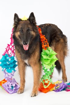 Dog, Belgian Shepherd Tervuren bitch, with garlands