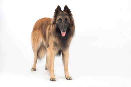 Belgian Shepherd Tervuren Dog standing, isolated on white background